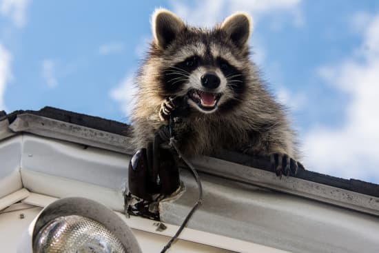 Wildlife Removal & Control in Albany & Troy, NY